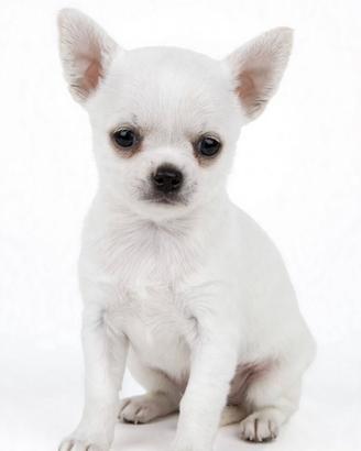 Chihuahua Toy