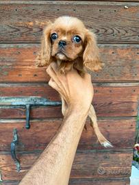 Cucciole Cavalier king Charles spaniel