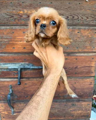 Cucciole Cavalier king Charles spaniel