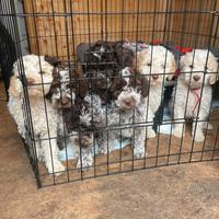 Vendita cuccioli Lagotto romagnolo