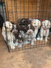 Vendita cuccioli Lagotto romagnolo
