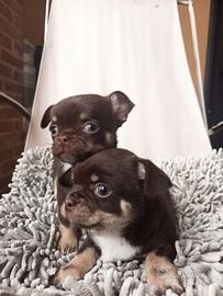 Cuccioli di chihuahua