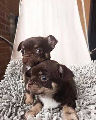 Cuccioli di chihuahua