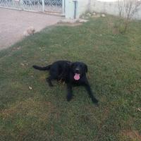 Labrador nero in adozione