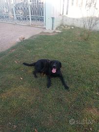 Labrador nero in adozione