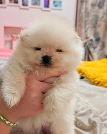 Volpino di pomerania pedigree Enci ULTIMA FEMMINA