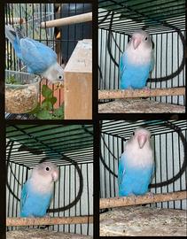 Pappagalli inseparabili