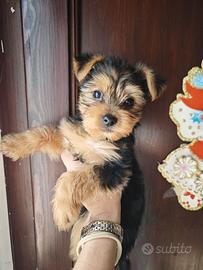 Cucciolo di Yorkshire terrier toy