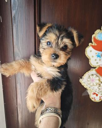 Cucciolo di Yorkshire terrier toy