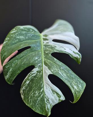 Monstera Deliciosa Variegata 