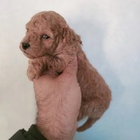 Cuccioli di barboncini