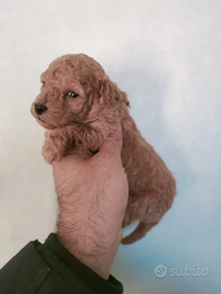 Cuccioli di barboncini