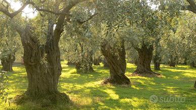Oliveto Vista Lago Trasimeno a Panicale