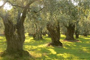 Oliveto Vista Lago Trasimeno a Panicale