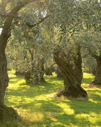 Oliveto Vista Lago Trasimeno a Panicale