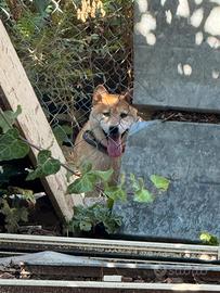 Shiba inu di casa Savoca