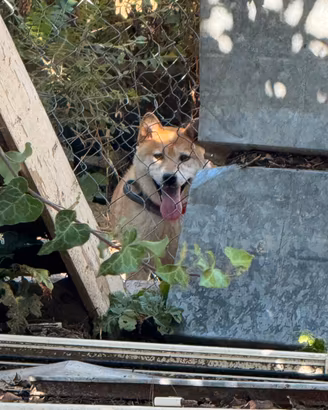 Shiba inu di casa Savoca