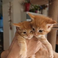 Cuccioli maine coon rossi