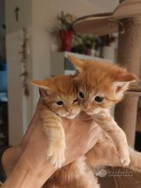Cuccioli maine coon rossi