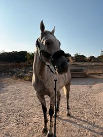 Cavallo