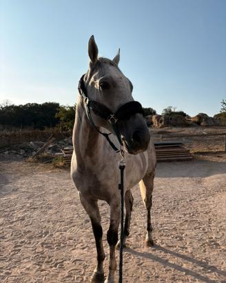 Cavallo