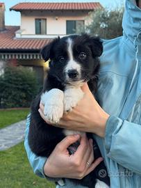 Cuccioli di Border Collie