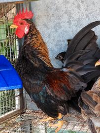 Galletto serama