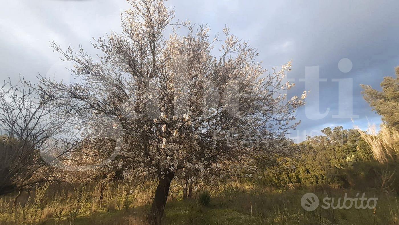 San Basilio, terreno agricolo di 3270 mq - Vista 3
