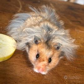 Criceto dorato angora