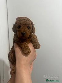 Cuccioli di barboncini mini toy M e F