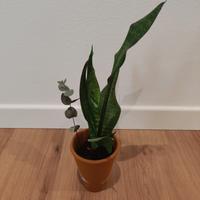 Piante di Sansevieria Trifasciata