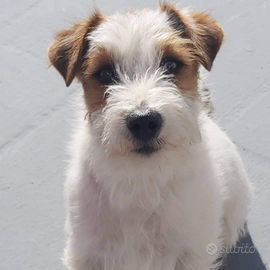 Jack Russell per accoppiamento