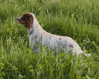 Setter inglese