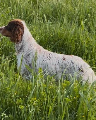Setter inglese