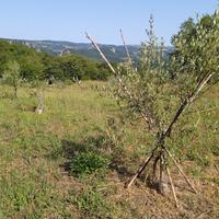 Terreno agricolo oliveta