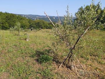 Terreno agricolo oliveta