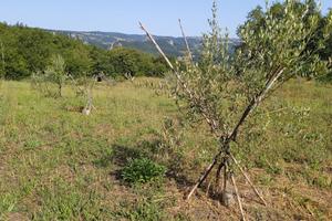 Terreno agricolo oliveta