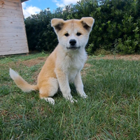 Akita INU cucciolo