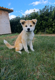 Akita INU cucciolo