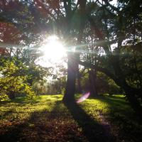 Piccolo Castagneto sui Monti Cimini