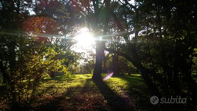 Piccolo Castagneto sui Monti Cimini