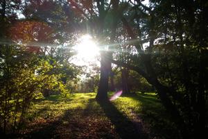 Piccolo Castagneto sui Monti Cimini