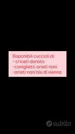 Coniglietti nani/ criceto dorato