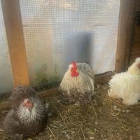 Cocincine, galli e galline