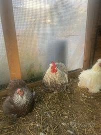 Cocincine, galli e galline