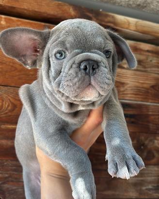 Cuccioli di bulldog francese