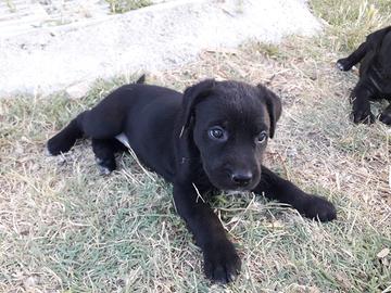 Cuccioli meticci di razza Pastore Mallorquin