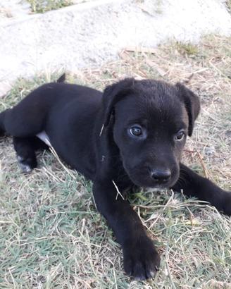 Cuccioli meticci di razza Pastore Mallorquin