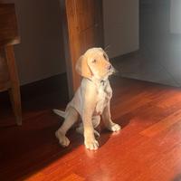 Cucciolo di Labrador maschio