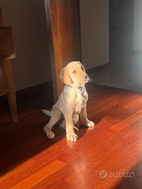 Cucciolo di Labrador maschio